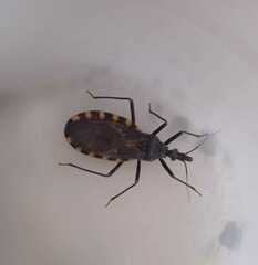 Triatoma infestans