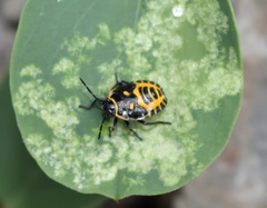 Eurydema