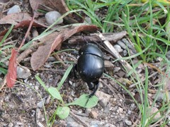 Chrysolina haemoptera