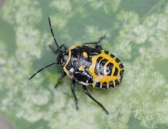 Eurydema