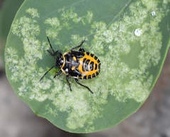 Eurydema