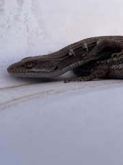 Elgaria multicarinata webbii