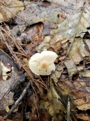 Lepiota neophana