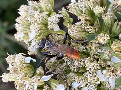 Sphecinae