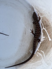 Elgaria multicarinata webbii