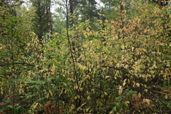 Prunus padus