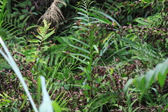 Menisciopsis penangiana
