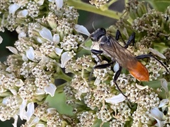 Sphecinae