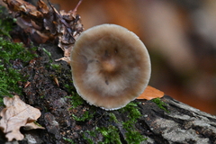 Pluteus salicinus