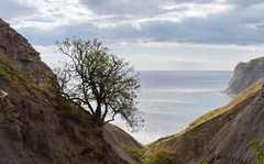 Pistacia atlantica mutica