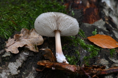 Pluteus salicinus