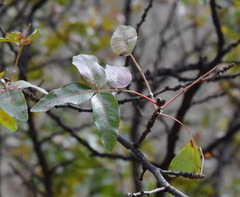 Pistacia atlantica mutica