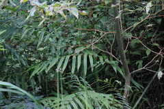 Menisciopsis penangiana