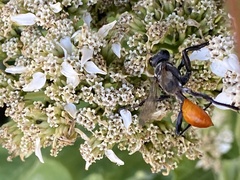 Sphecinae