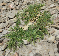 Zygophyllum fabago