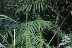 Menisciopsis penangiana