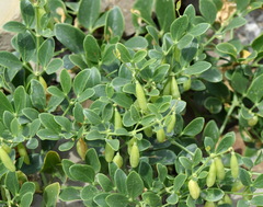 Zygophyllum fabago
