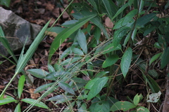 Setaria palmifolia