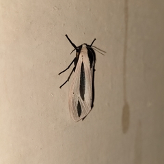 Creatonotos gangis-interrupta agg