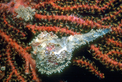 Pteria sterna