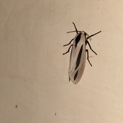 Creatonotos gangis-interrupta agg