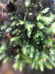 Fissidens taxifolius