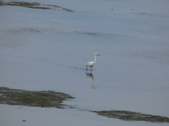 Egretta garzetta garzetta