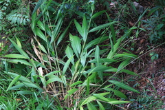 Setaria palmifolia