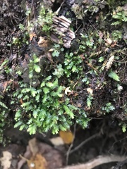 Fissidens taxifolius