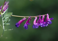 Vicia villosa villosa