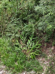 Setaria palmifolia