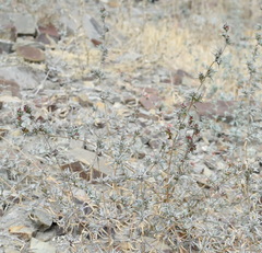Pyankovia brachiata