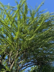 Crescentia alata