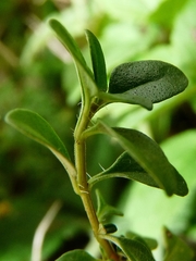 Thymus pulegioides