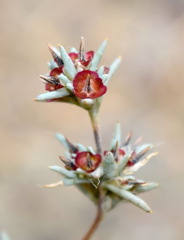 Pyankovia brachiata