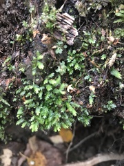 Fissidens taxifolius