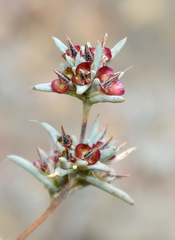 Pyankovia brachiata