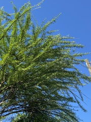 Crescentia alata