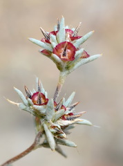 Pyankovia brachiata