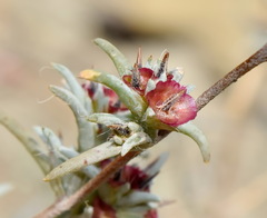 Pyankovia brachiata
