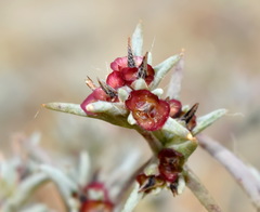 Pyankovia brachiata