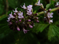 Thymus pulegioides