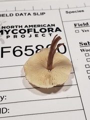 Lepiota neophana