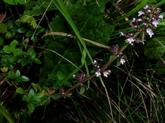 Thymus pulegioides
