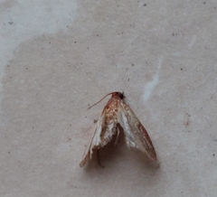 Tineola bisselliella