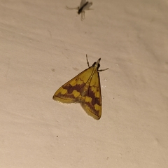 Pyrausta phoenicealis