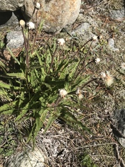 Schlagintweitia intybacea