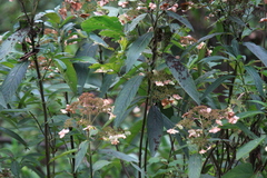 Hydrangea aspera