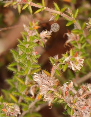 Erica similis