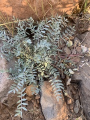 Astragalus concordius